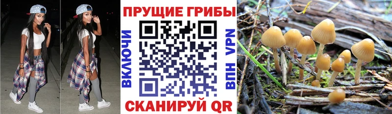 где можно купить наркотик  Нижний Новгород  Псилоцибиновые грибы GOLDEN TEACHER 